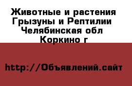 Животные и растения Грызуны и Рептилии. Челябинская обл.,Коркино г.